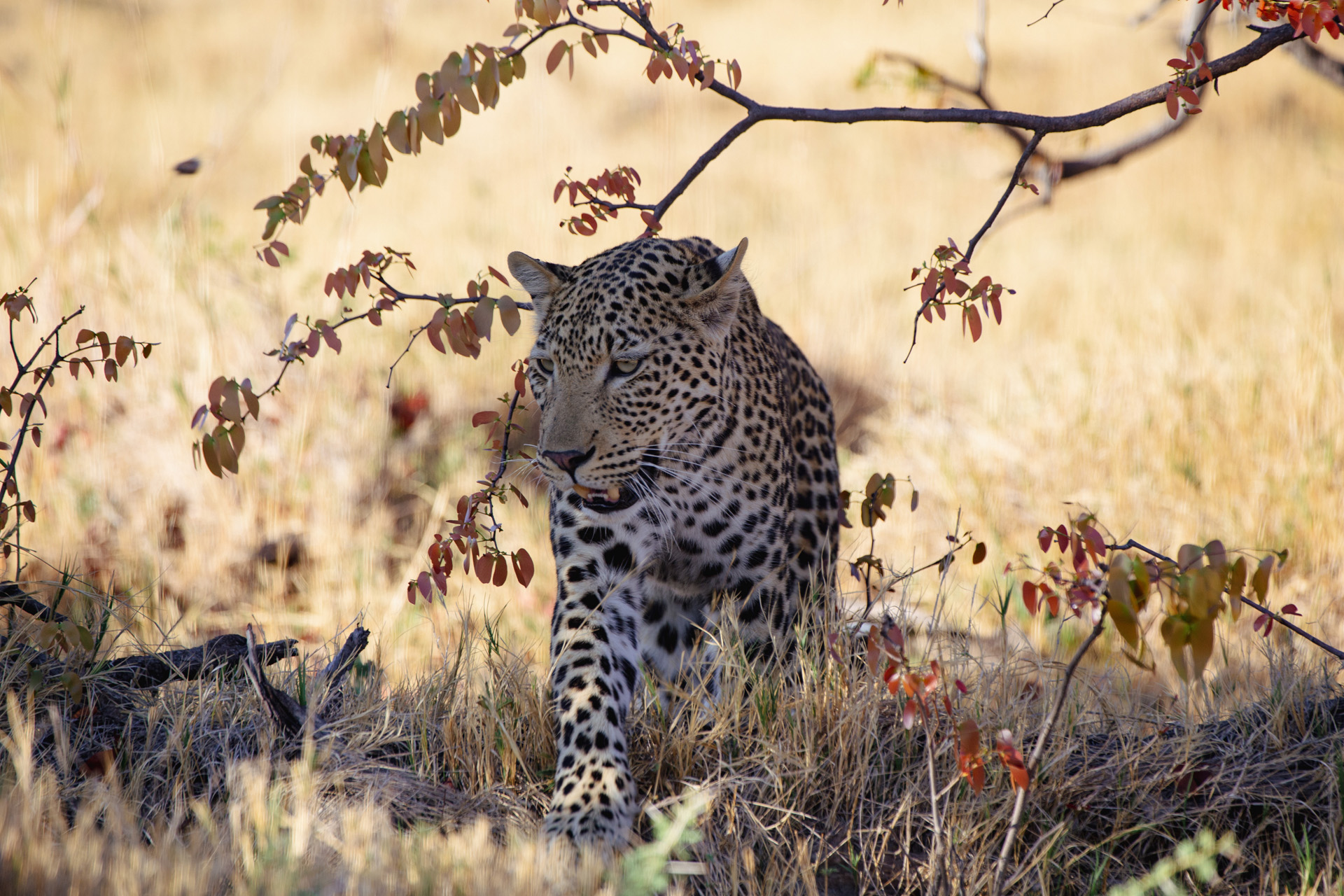 Focus Natura