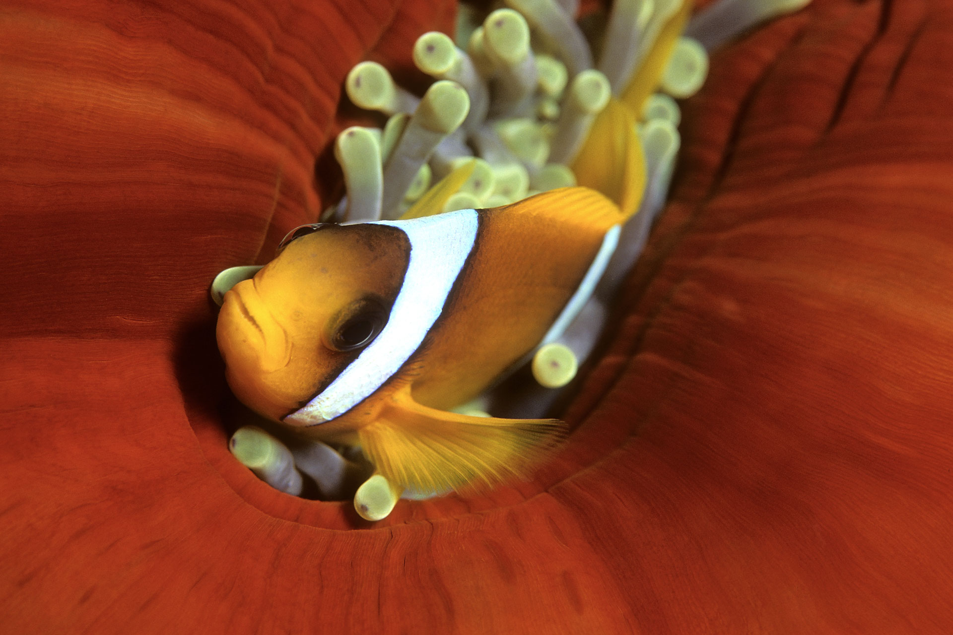 Fauna