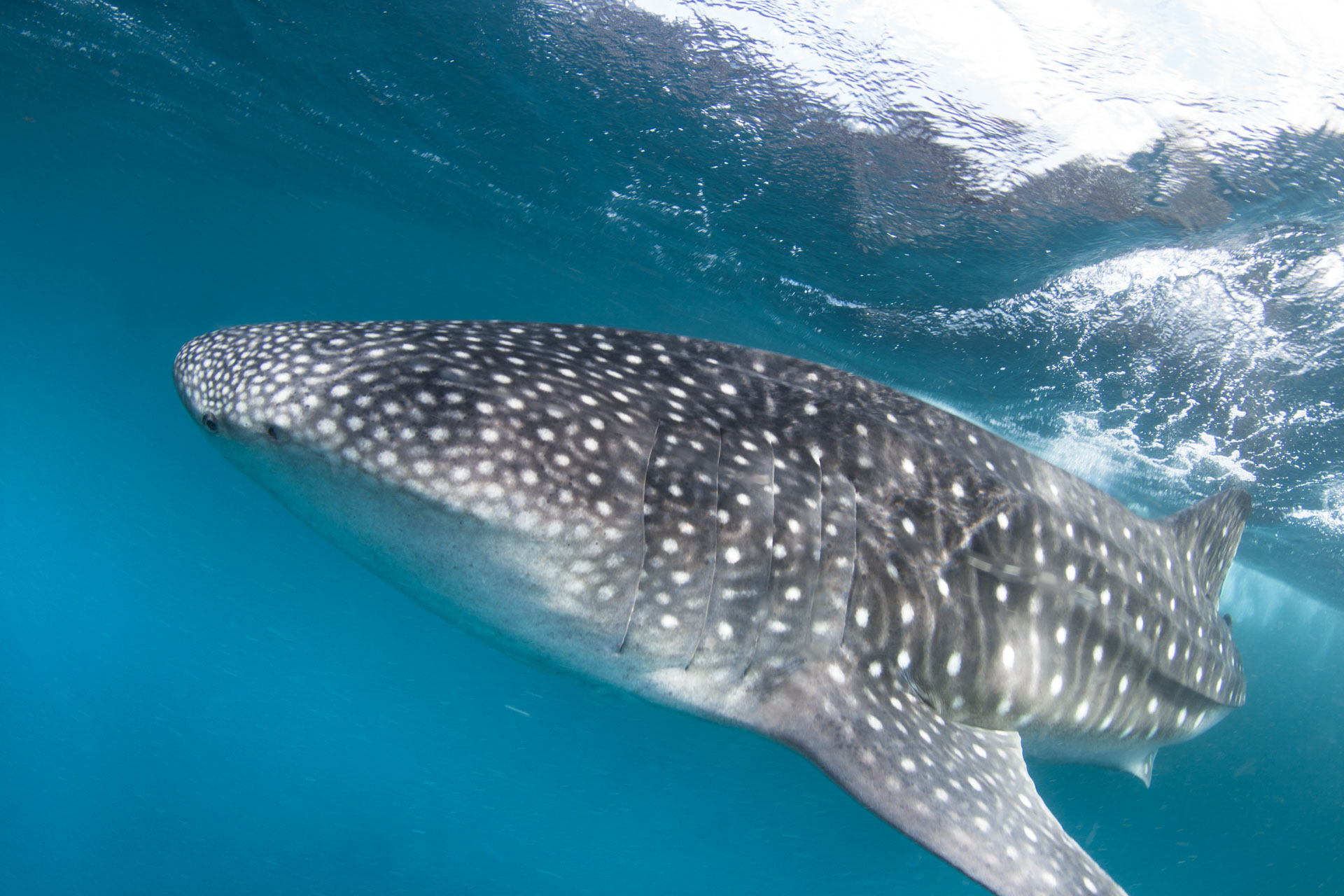 Gibuti